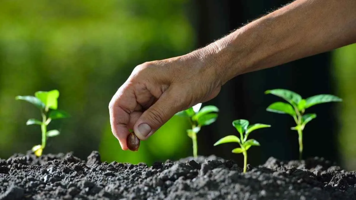 hand planting a seed